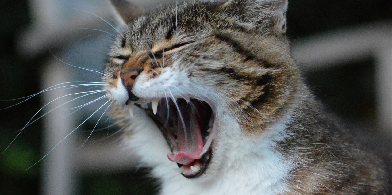 Maca et Fatigue