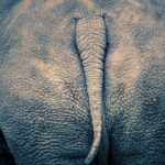 Maca pour les Fesses