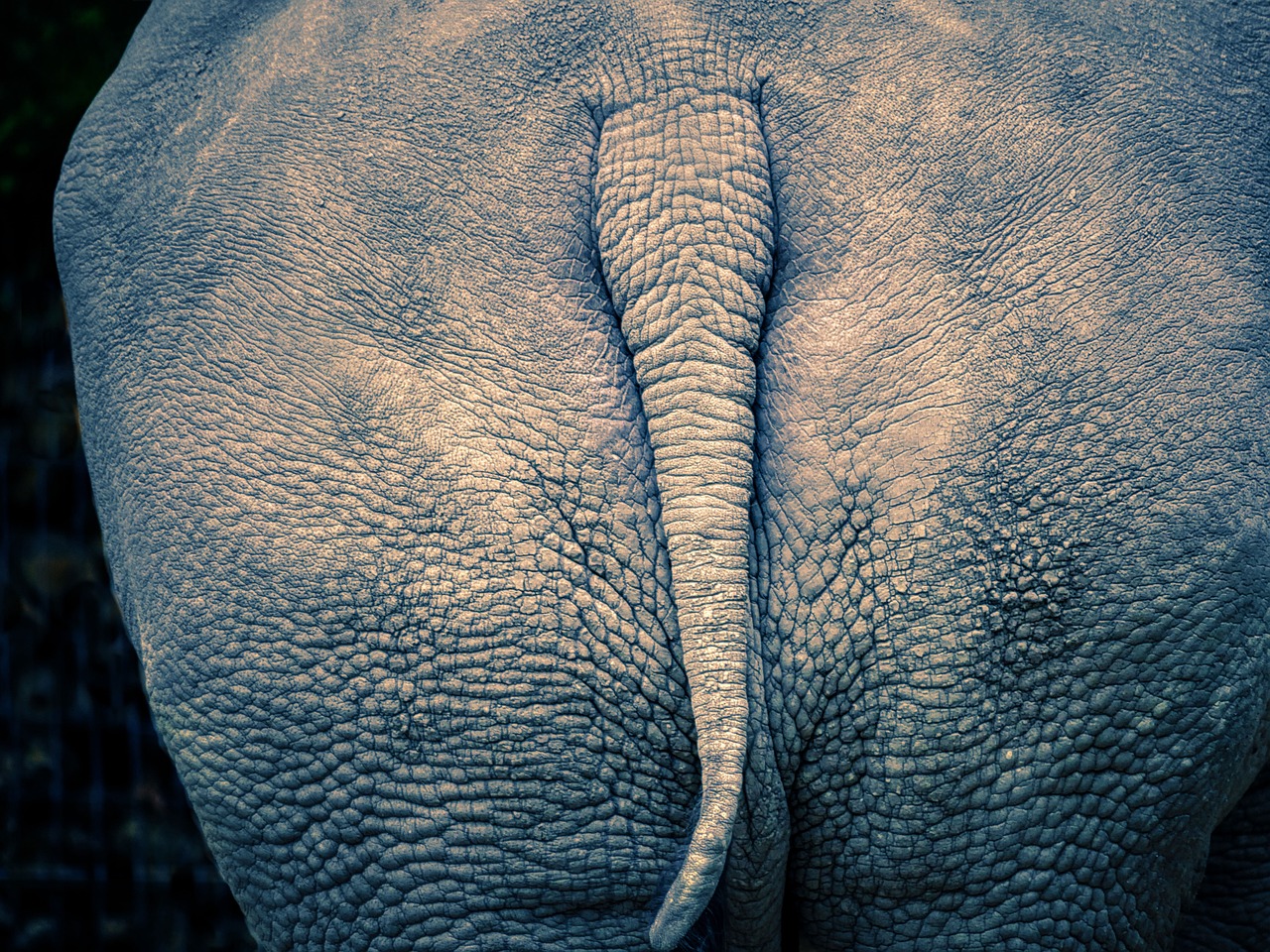 Maca pour les Fesses