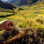 La racine de maca pousse naturellement dans les hauts plateaux des Andes, où elle profite des conditions uniques de cette région.