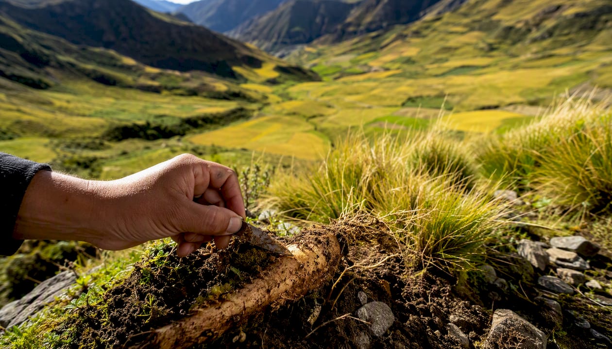La racine de maca pousse naturellement dans les hauts plateaux des Andes, où elle profite des conditions uniques de cette région.