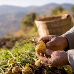 Des mains présentent une racine de maca jaune tout juste récoltée.