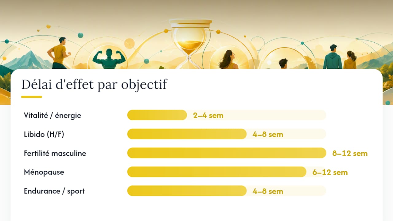 Infographie : comparatif des dosages de maca, du temps d’action et des différentes variétés