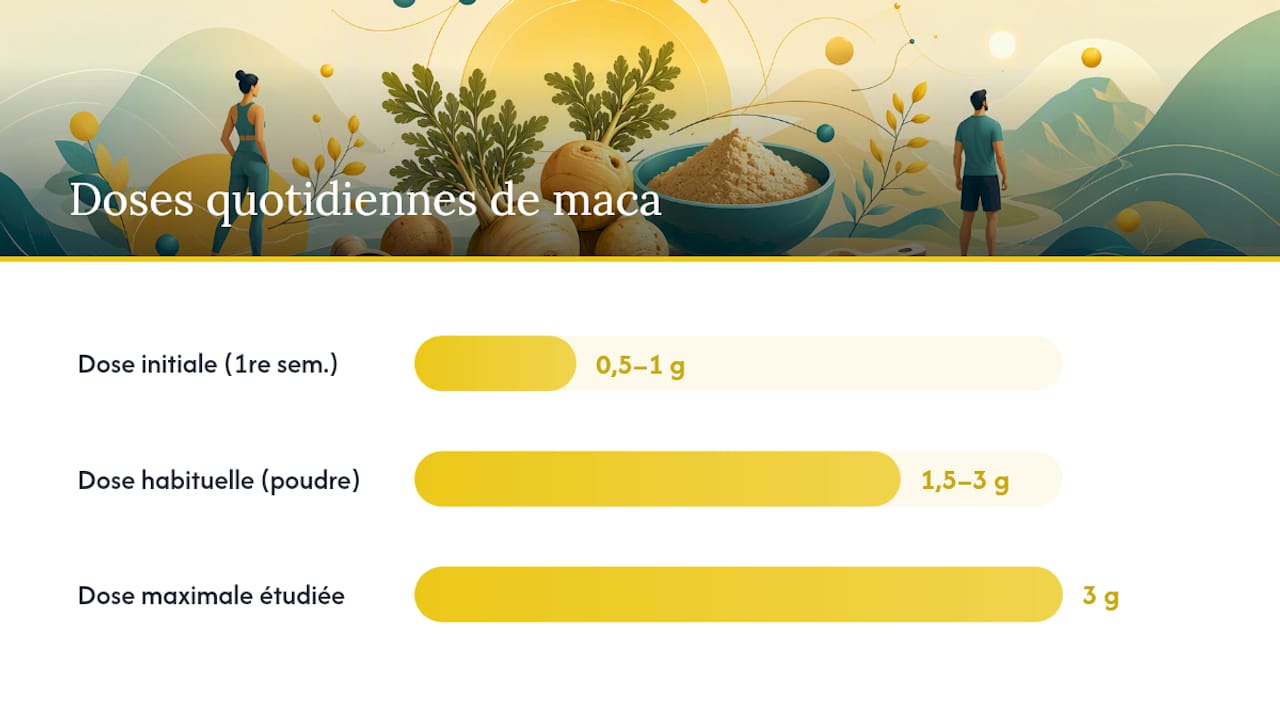 Quelle dose de maca est sûre selon la forme utilisée ? — overview diagram