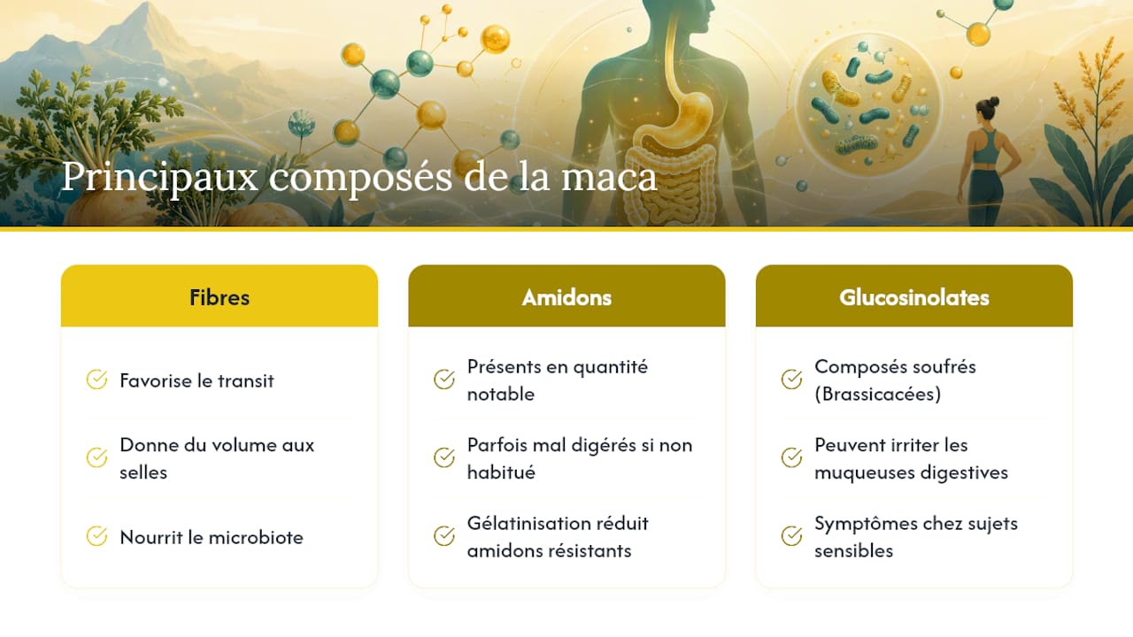 Schéma des principaux composants de la maca et de leurs effets sur la digestion