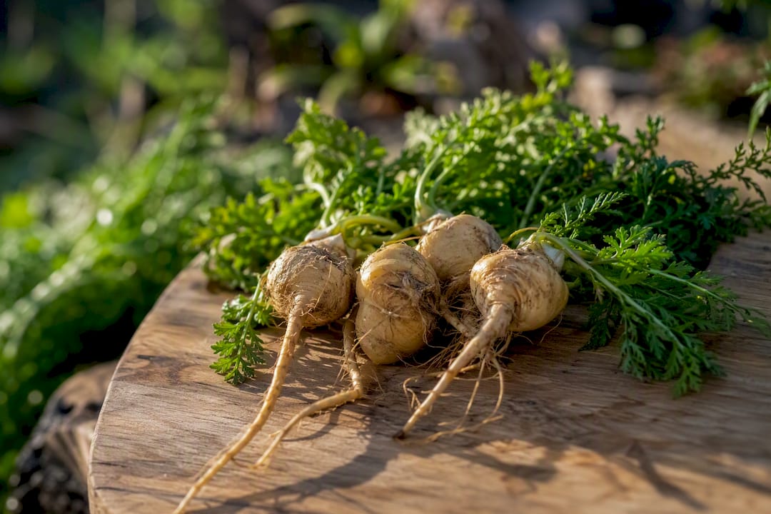 Racines et feuilles de maca fraîches posées sur une surface en bambou