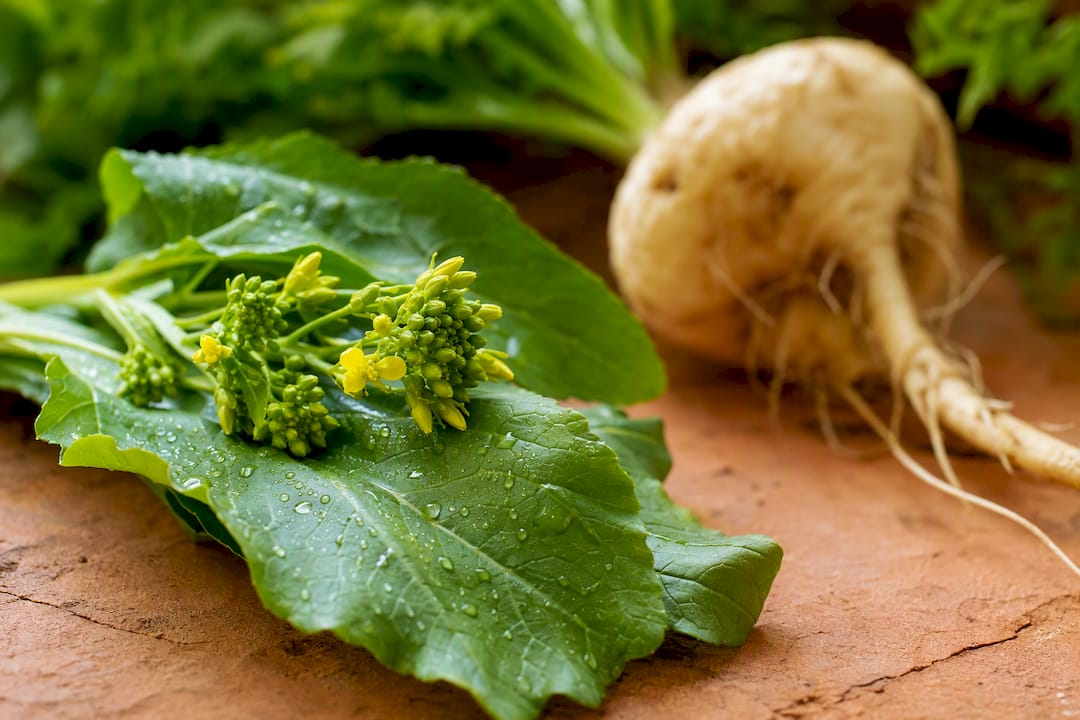 Feuilles de moutarde avec silhouette de racine de maca