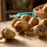 Racines de maca dans un atelier de botanique