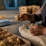 Contrôle des racines de maca au sein d'une coopérative