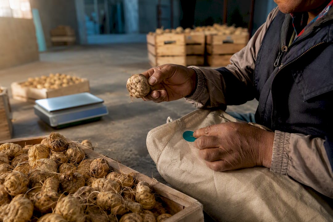 Contrôle des racines de maca au sein d'une coopérative