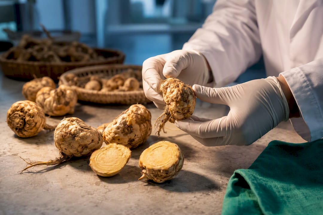 Contrôle qualité des racines de maca