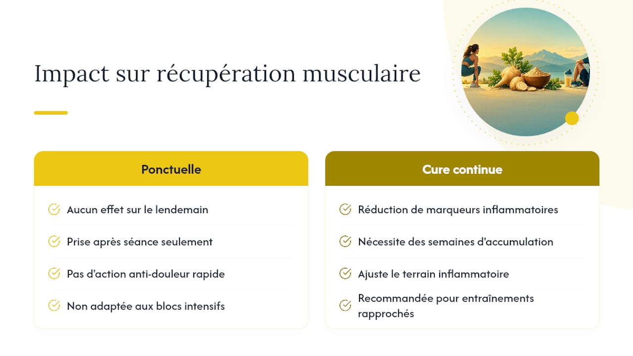 Impact de la maca sur la récupération musculaire après l'effort — overview diagram