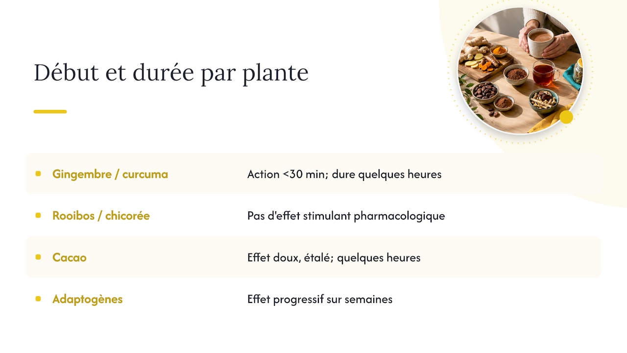 Durée et intensité : à quoi s'attendre selon la plante — overview diagram
