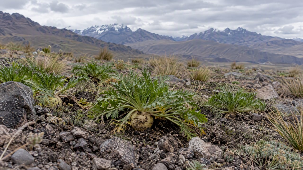Plants de maca posés sur un plateau andin